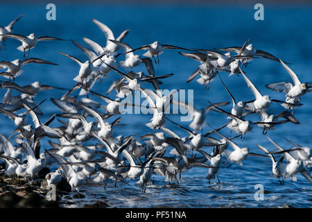 Un gregge di Sanderling (Calidris alba) in atterraggio a bordo d'acqua di alimentazione, Loch Fleet, Sutherland, Scotland, Regno Unito Foto Stock