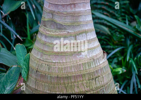 Tropical Palm tree dalla famiglia arecaceae nativo in Mauritius Foto Stock