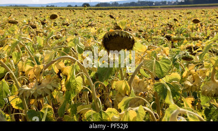 Grande campo di girasoli maturi in agosto, mature Helianthus annuus con giallo foglie avvizzite appena prima del raccolto Foto Stock