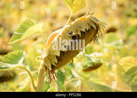 Vista laterale di un maturo girasole macro shot, mature Helianthus annuus con giallo foglie avvizzite appena prima del raccolto Foto Stock