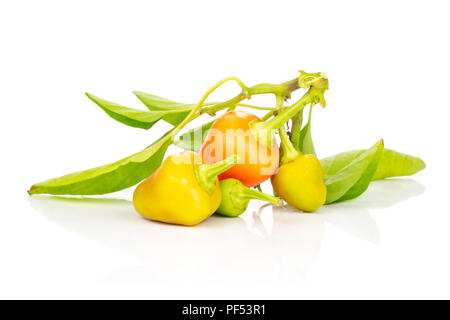 Sacco di tutto il caldo rosso arancio peperoncino isolati su sfondo bianco Foto Stock