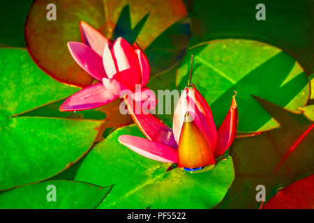 Bella ninfee in uno stagno con Dragon Fly seduto sul fiore. Foto Stock