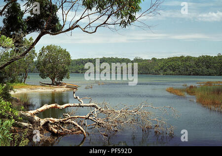 Smiths lago a Sandbar Road, Myall Lakes, NSW, Australia: un tranquillo lago spiaggia Foto Stock