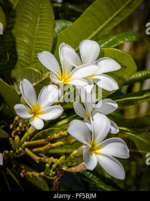 Vista dettagliata del bianco con centri di giallo fiori di Plumeria noto anche come ghirlanda di fiori o di frangipani Foto Stock
