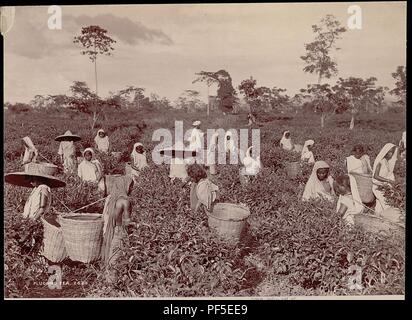 Assamese donne in costume, raccogliendo le foglie di tè da Bourne & Pastore. Foto Stock