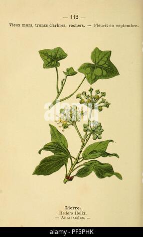 Atlas de poche des plantes des champs, des prairies et des bois (piastra 112) Foto Stock