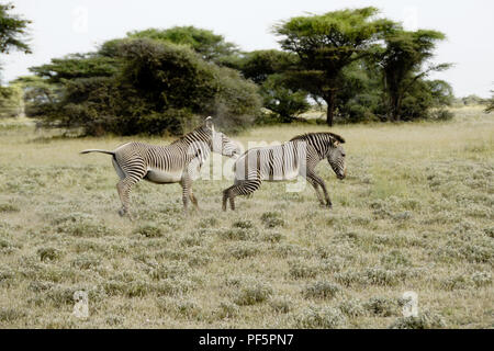 Maschio di Grevy zebra a caccia di un altro al di fuori del suo territorio, Bufalo Springs/Samburu Game Reserve, KenyaSONY DSC Foto Stock
