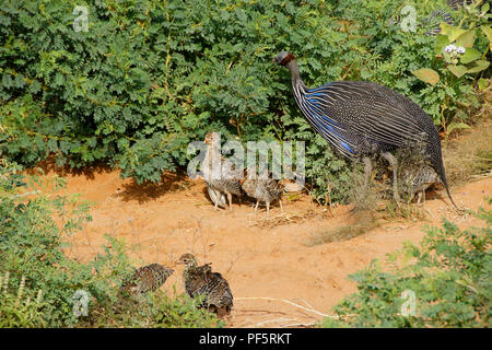 Vulturine le faraone con pulcini, Samburu Game Reserve, Kenya Foto Stock