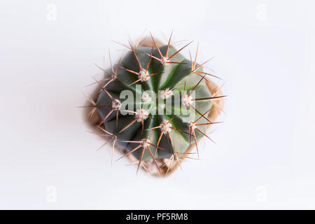 Vasi di cactus o pentola succulente su bianco vista superiore Foto Stock