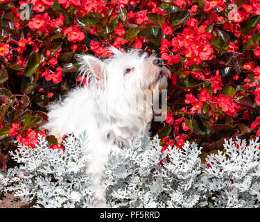 Carino e cordiale, West Highland White Terrier,Westie, cane annusando fiori nel giardino Foto Stock