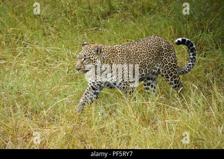 Leopard femmina a piedi attraverso lunghe, erba bagnata, il Masai Mara Game Reserve, Kenya Foto Stock