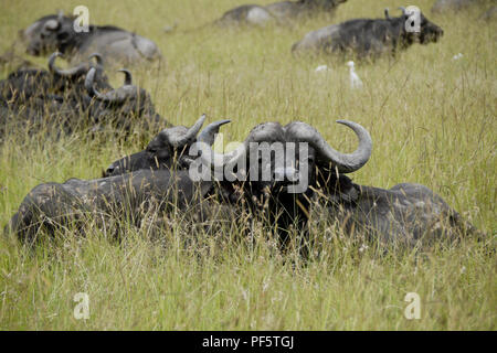 Cape buffaloes in appoggio in erba lunga, il Masai Mara Game Reserve, Kenya Foto Stock