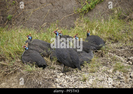 Helemeted le faraone con pulcini di riposo in piccola forra, Masai Mara Game Reserve, Kenya Foto Stock