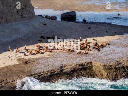 Sud Americana di colonia di leoni di mare (Otaria flavescens), Punta Piramide, Penisola di Valdes, Sito Patrimonio Mondiale dell'UNESCO, Chubut Provincia, Patagonia, Argentin Foto Stock