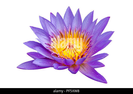 Lotus viola isolare lotus splendidamente fiorì nel polline giallo Foto Stock