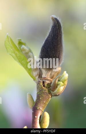 Necrosi scuro causato da danneggiamento a freddo per il germoglio di fiore di Magnolia x soulangeana, Berkshire, Aprile 2018 Foto Stock