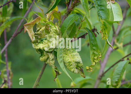 Peach leaf curl, Taphrina reumatoide, deformato foglie su un piccolo albero di pesche noci "Signore Napier' causata da un fungo Foto Stock