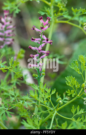 Rosa e fiori viola sul fumaria, Fumaria officinalis, vegetali, una pianta erbacea annuale di erbaccia, Berkshire, può Foto Stock