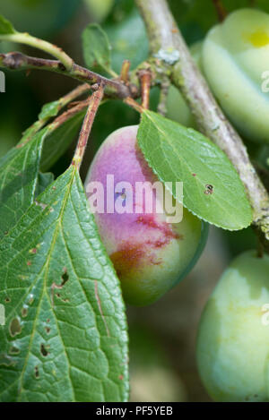 Prugna frutto moth, Grapholita funebrana, caterpillar foro di uscita nella danneggiato prugna maturi frutti, Berkshire, Agosto Foto Stock