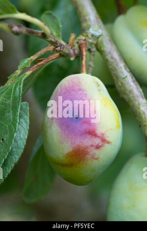 Prugna frutto moth, Grapholita funebrana, caterpillar foro di uscita nella danneggiato prugna maturi frutti, Berkshire, Agosto Foto Stock