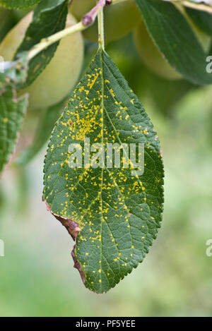 Prugna ruggine, Tranzschelia pruni-spinosae var. scolorire, necrotic spot chiazze di Victoria prugna foglia superficie superiore Foto Stock