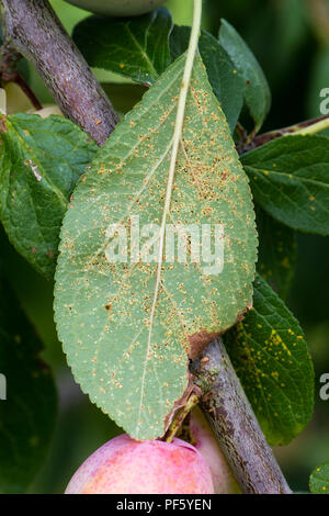 Prugna ruggine, Tranzschelia pruni-spinosae var. scolorire, pustole sul lato inferiore di una Victoria prugna leaf Foto Stock