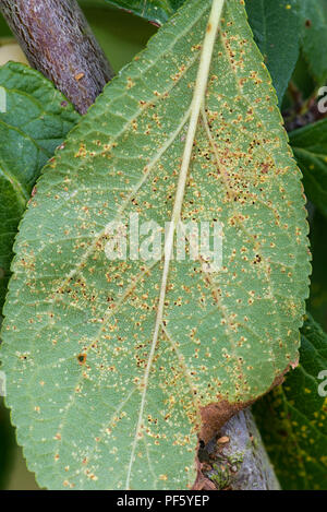 Prugna ruggine, Tranzschelia pruni-spinosae var. scolorire, pustole sul lato inferiore di una Victoria prugna leaf Foto Stock