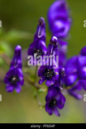 Monkshood comune (Aconitum napellus) nella parte superiore della valle di Lauterbrunnen vicino a Trachsellauenen, Oberland bernese, Svizzera Foto Stock