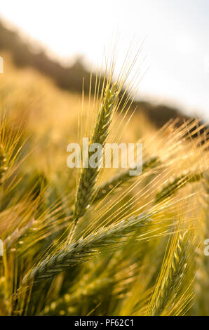 Dettaglio delle spighe di grano sulla maturazione del campo di grano a inizio estate. Foto Stock