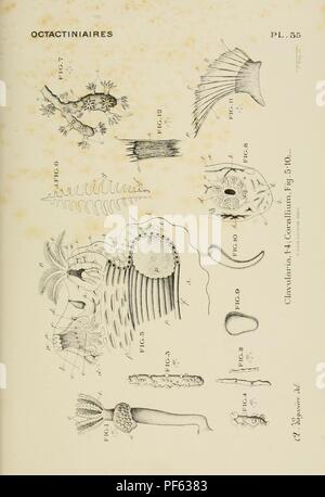 Atlas d'anatomie comparée des invertébrés Foto Stock