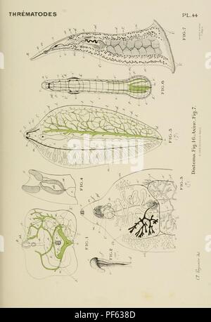 Atlas d'anatomie comparée des invertébrés Foto Stock