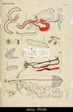 Atlas d'anatomie comparée des invertébrés Foto Stock