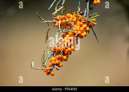 Seaberry (Hippophae rhamnoides nota) Foto Stock