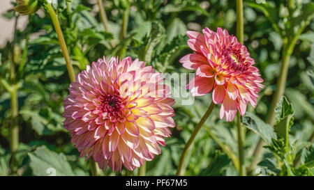 Dahlia Seniors speranza closeup 2. Foto Stock