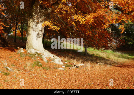 Coppia albero di quercia in autunno, REGNO UNITO Foto Stock