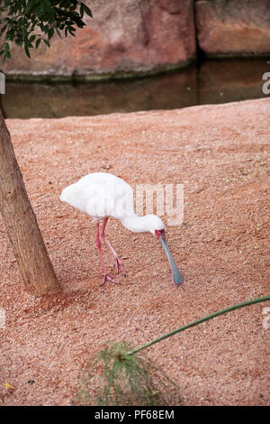 Platalea alba uccelli allo zoo Foto Stock