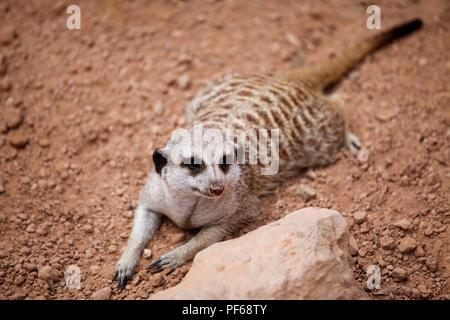 Meerkat accovacciato su sabbia allo zoo. Foto Stock