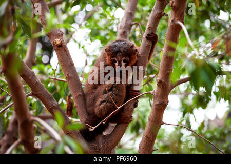 Lemure Ruffed dal Madagascar in appoggio sulla struttura ad albero. Collare lemure marrone, rosso-lemure a collare. Foto Stock