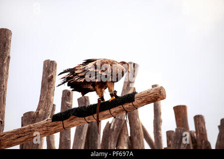 Nibbio Eagle in piedi su un ramo di albero. Sullo sfondo è possibile vedere i rami degli alberi di alberi e cielo. Foto Stock