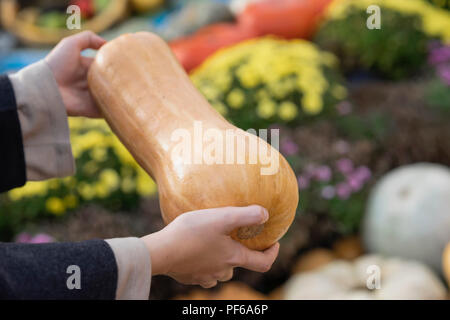 La Zucca in mani femminili, autunno autunno, la Giornata del Ringraziamento concept Foto Stock