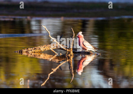 Galah (Eolophus roseicapilla) gara 'albiceps'. AKA rosa e grigio Cacatua Foto Stock