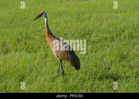 Bird Watching Sand Hill gru in Florida Foto Stock