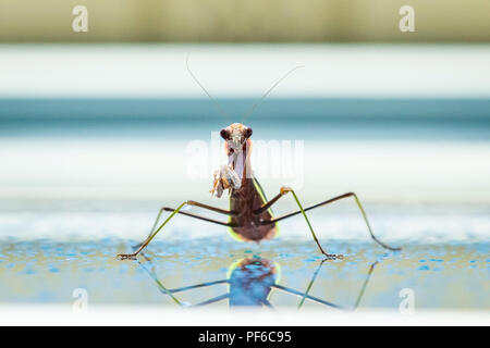 Carino sorridente mantis la preghiera nel giorno di estate pioggia Foto Stock