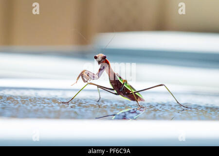 Carino sorridente mantis la preghiera nel giorno di estate pioggia Foto Stock