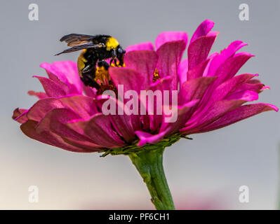 Un grande bumblebee si appoggia sulla parte superiore di un rosa zinnia Foto Stock