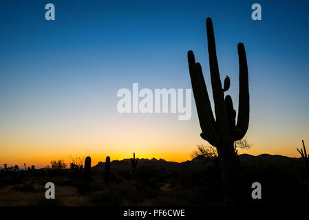 Lost Dutchman State Park è un 320 acri (129 ettari) stato parco situato vicino il Superstition Mountains in central Arizona, USA, e chiamato dopo la perdita d Foto Stock