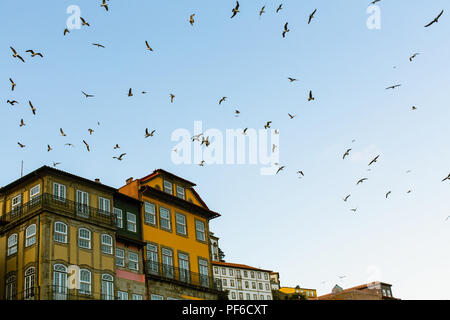 Stormi di gabbiani sopra i tetti della città vecchia. Porto, Portogallo. Foto Stock