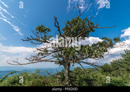 Albero con le montagne al di là nel Shenandoah National Forest visto dalla Skyline Parkway in Virginia Occidentale Foto Stock