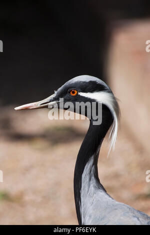 La demoiselle gru close up per uso in background Foto Stock