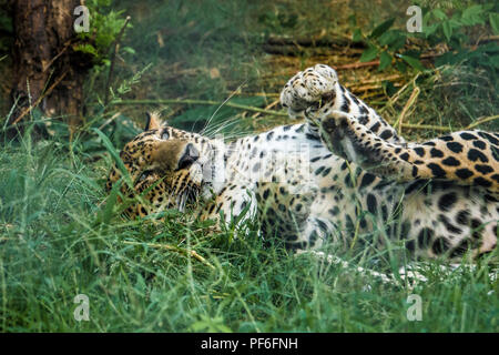 Indian leopard (Panthera pardus fusca) giacenti in erba Foto Stock
